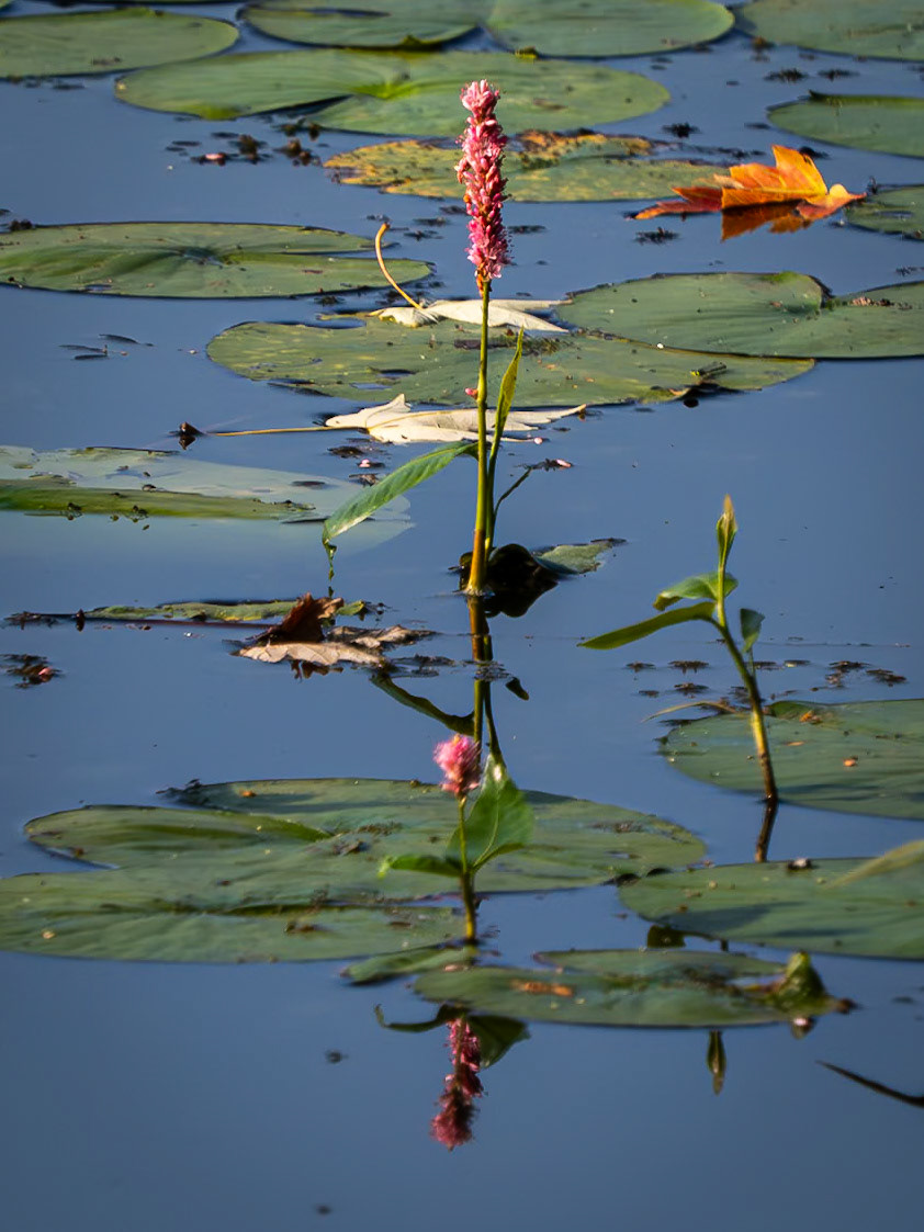 water smartweed