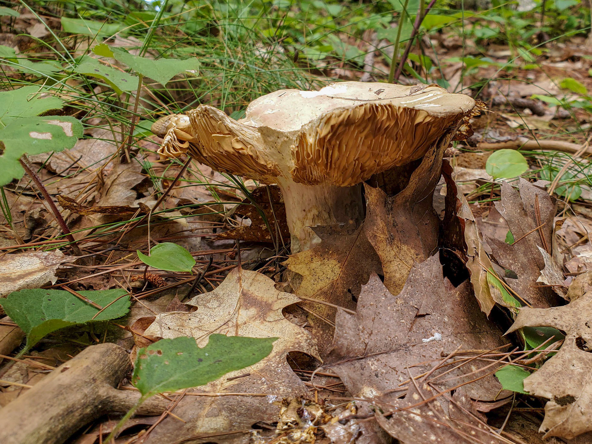 Mushroom