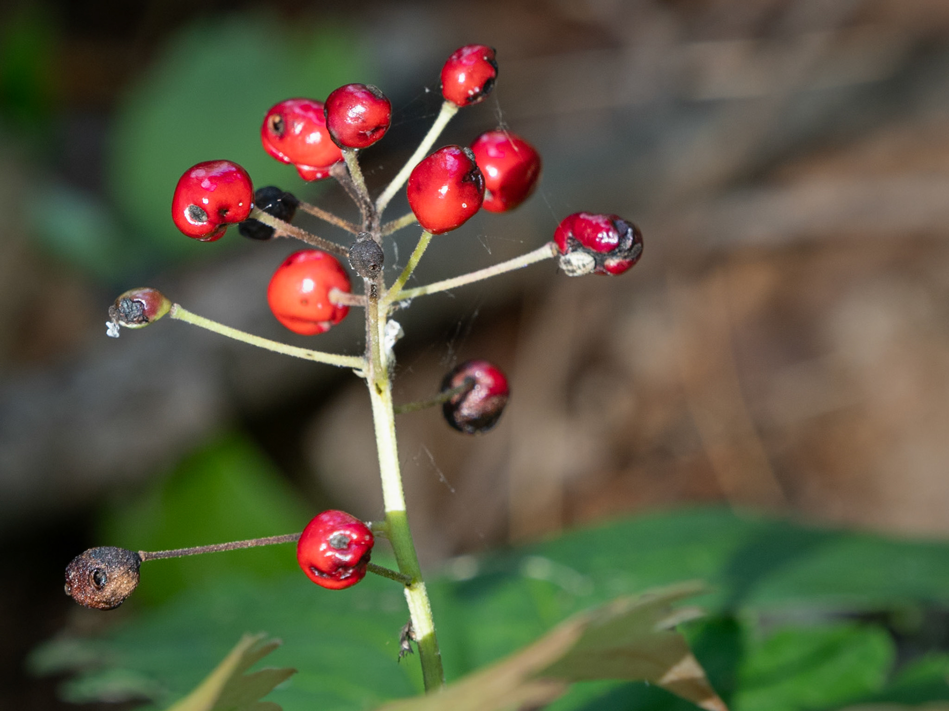 baneberry