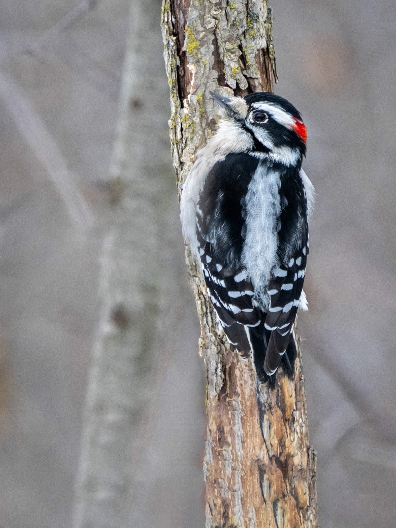 Male downy woodpecker