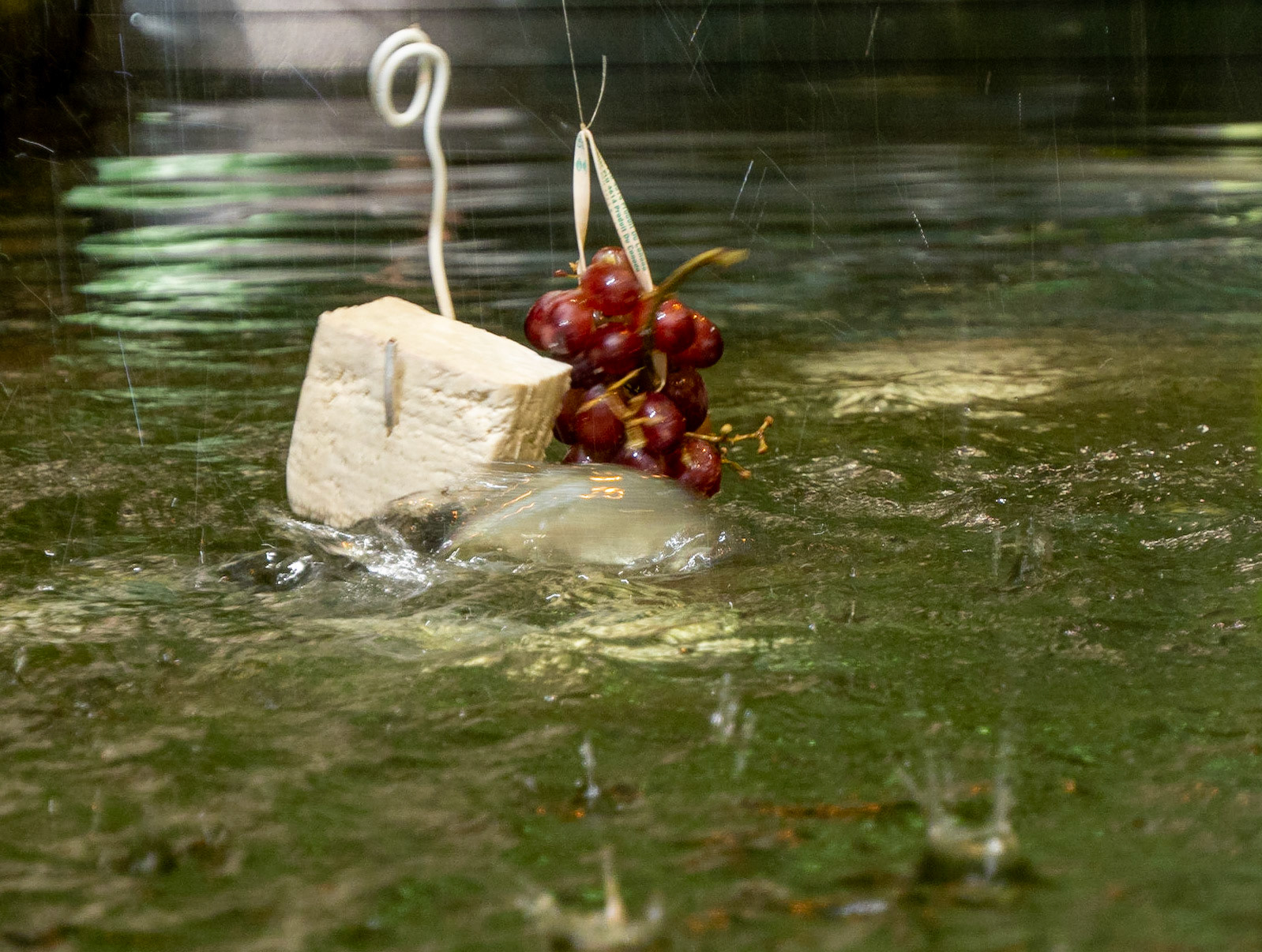 Grape eating fish