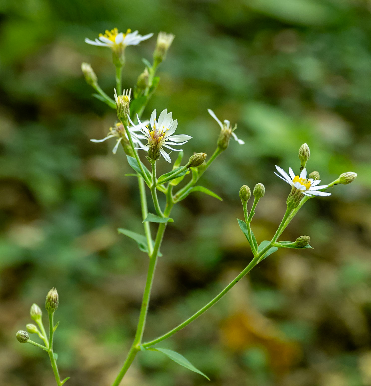 Aster
