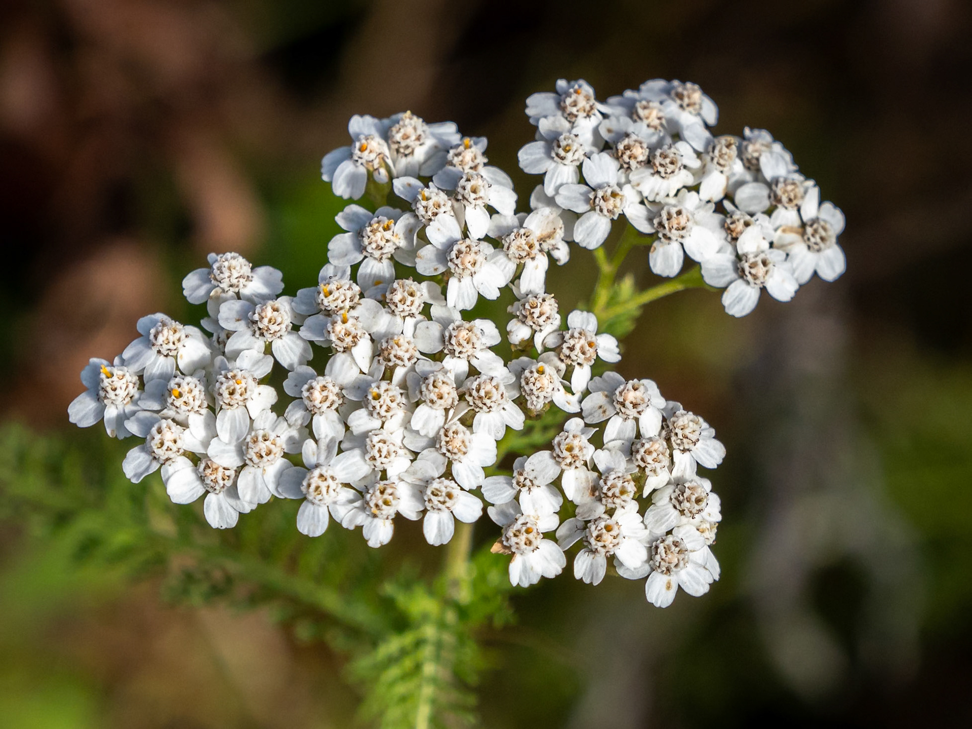 yarrow