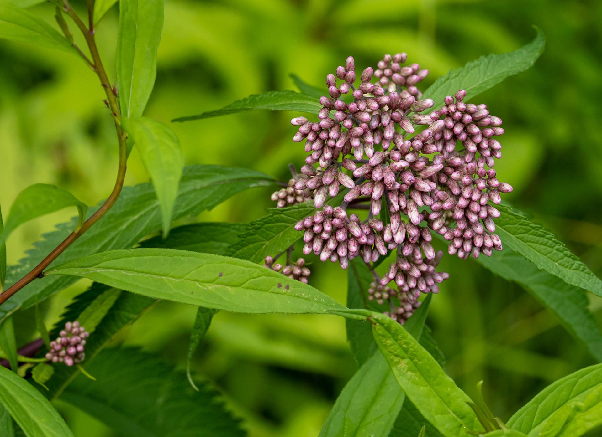Joe Pye Weed