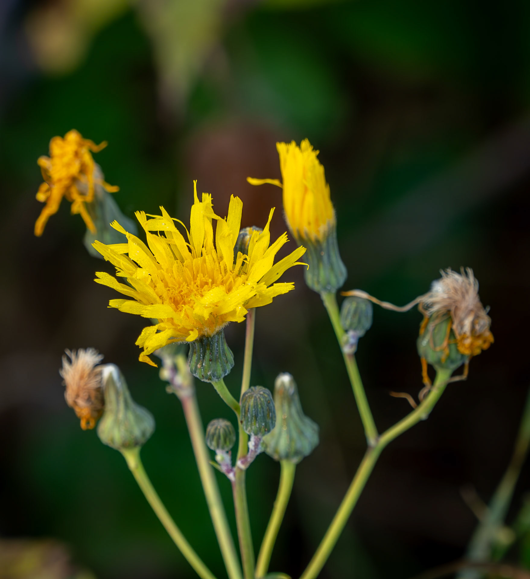 sow thistle