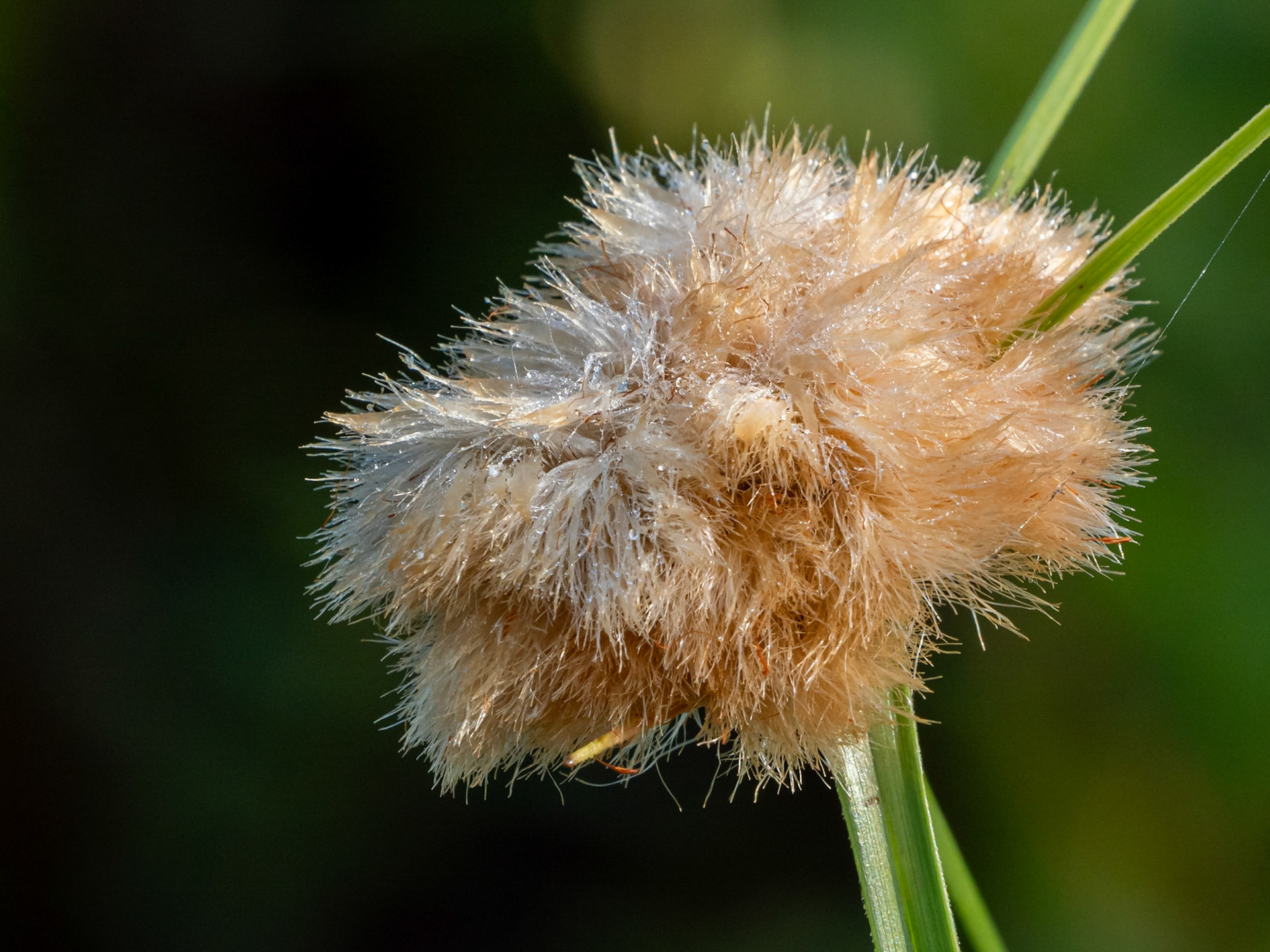 Cotton grass