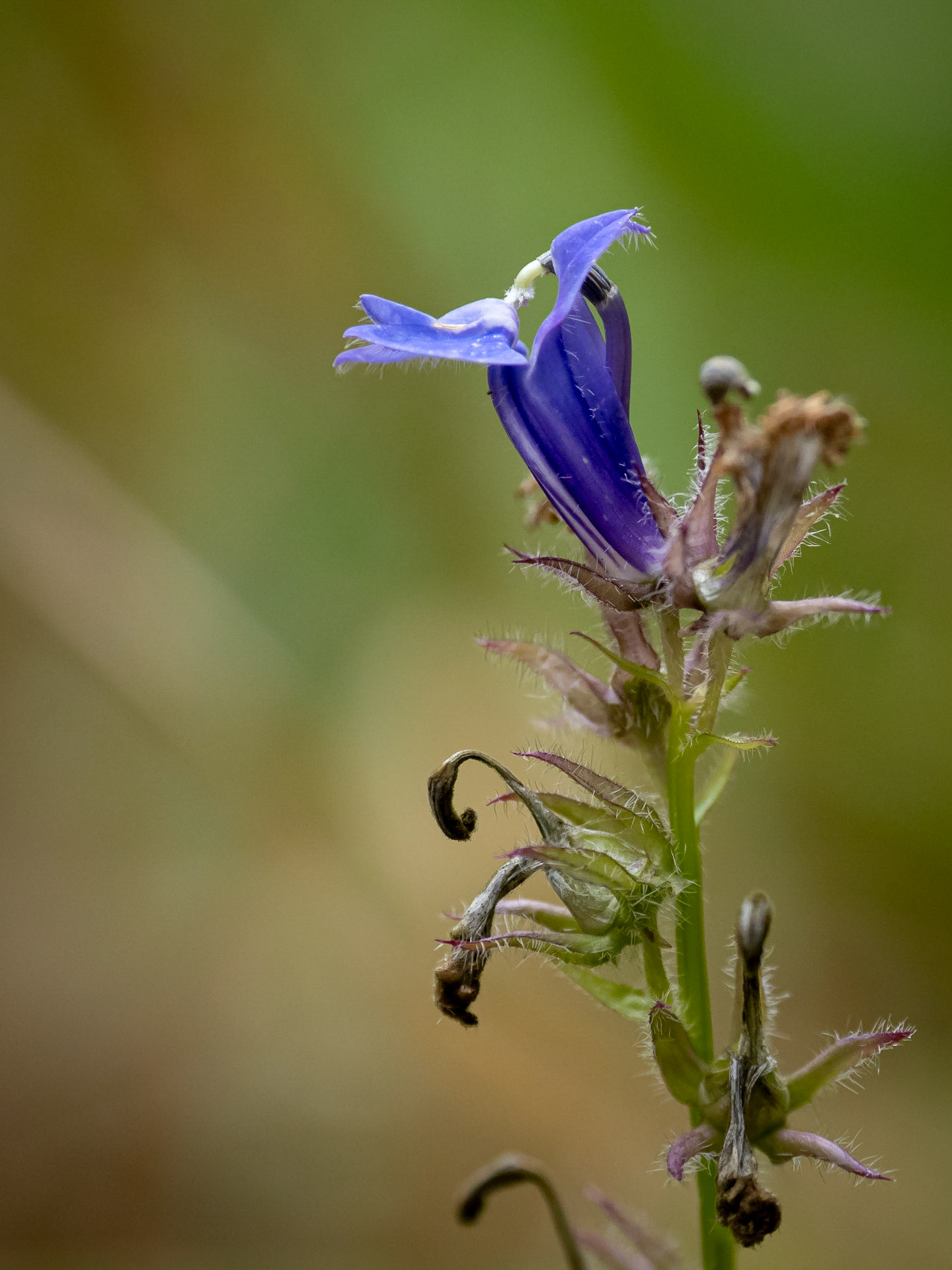 lobelia