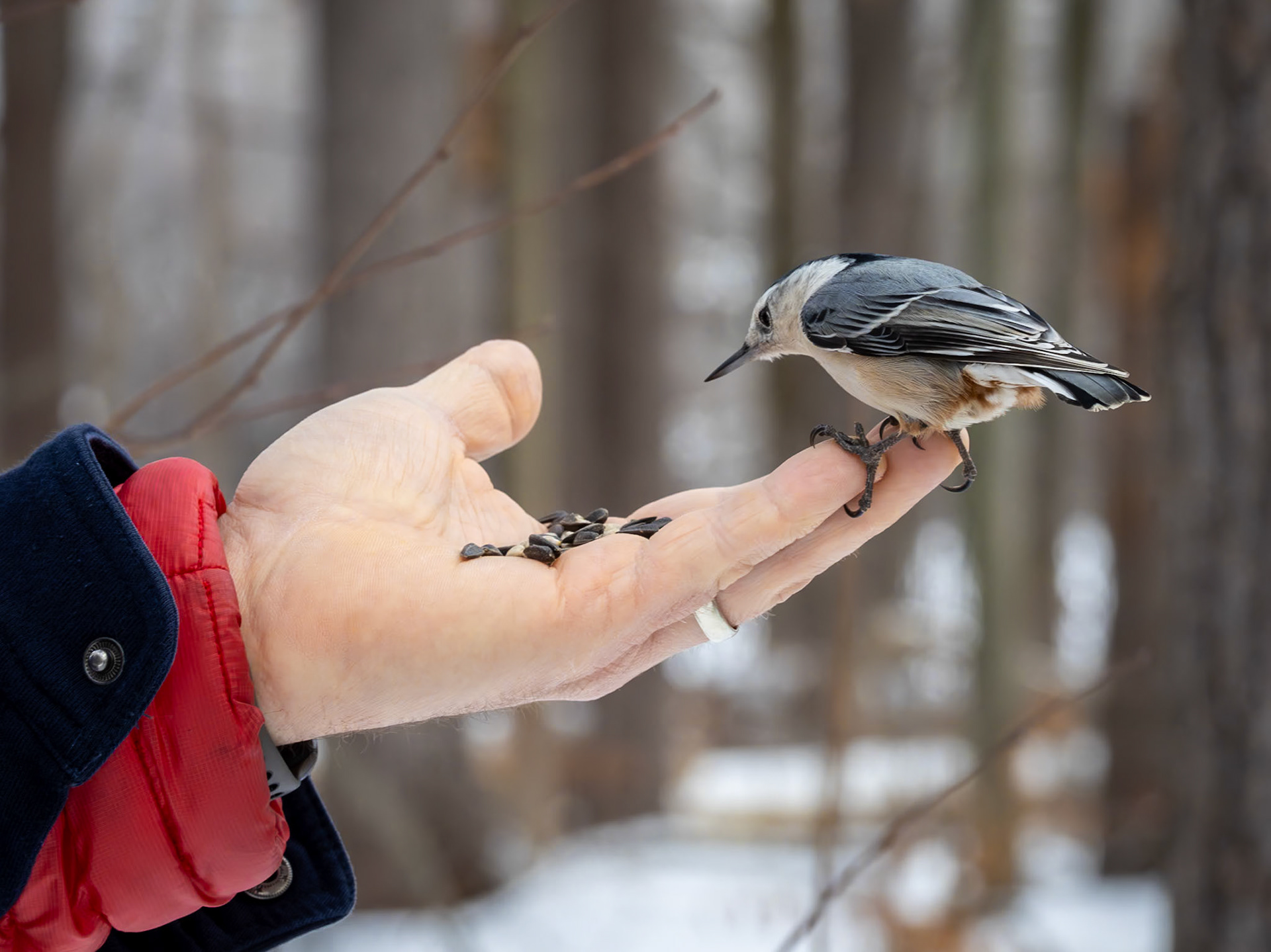 White-breasted nuthatch