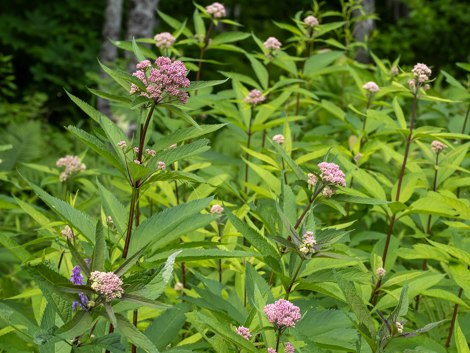 Joe Pye Weed