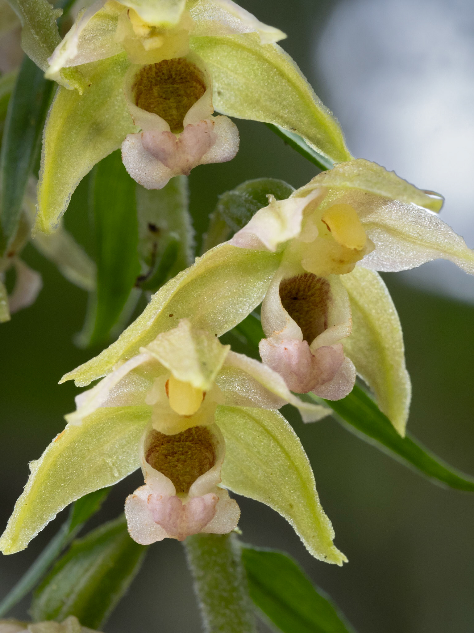 Helleborine