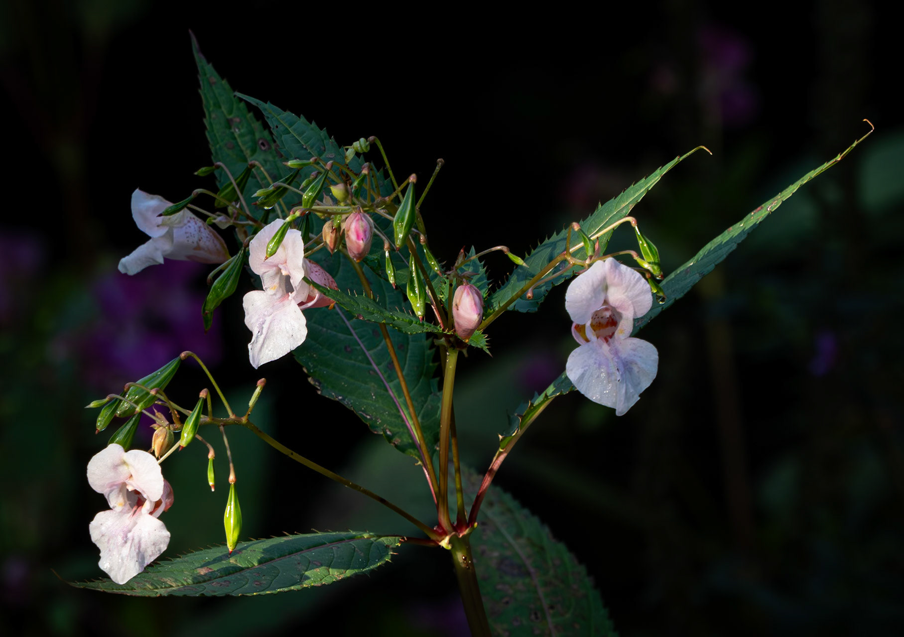 Balfour's Touch-Me-Not(impatiens)