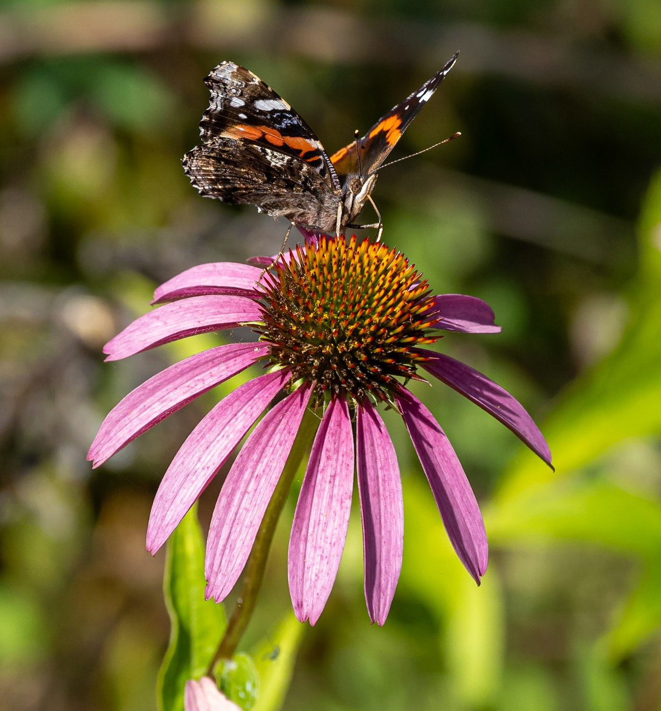 Coneflower and red admiral butterfly