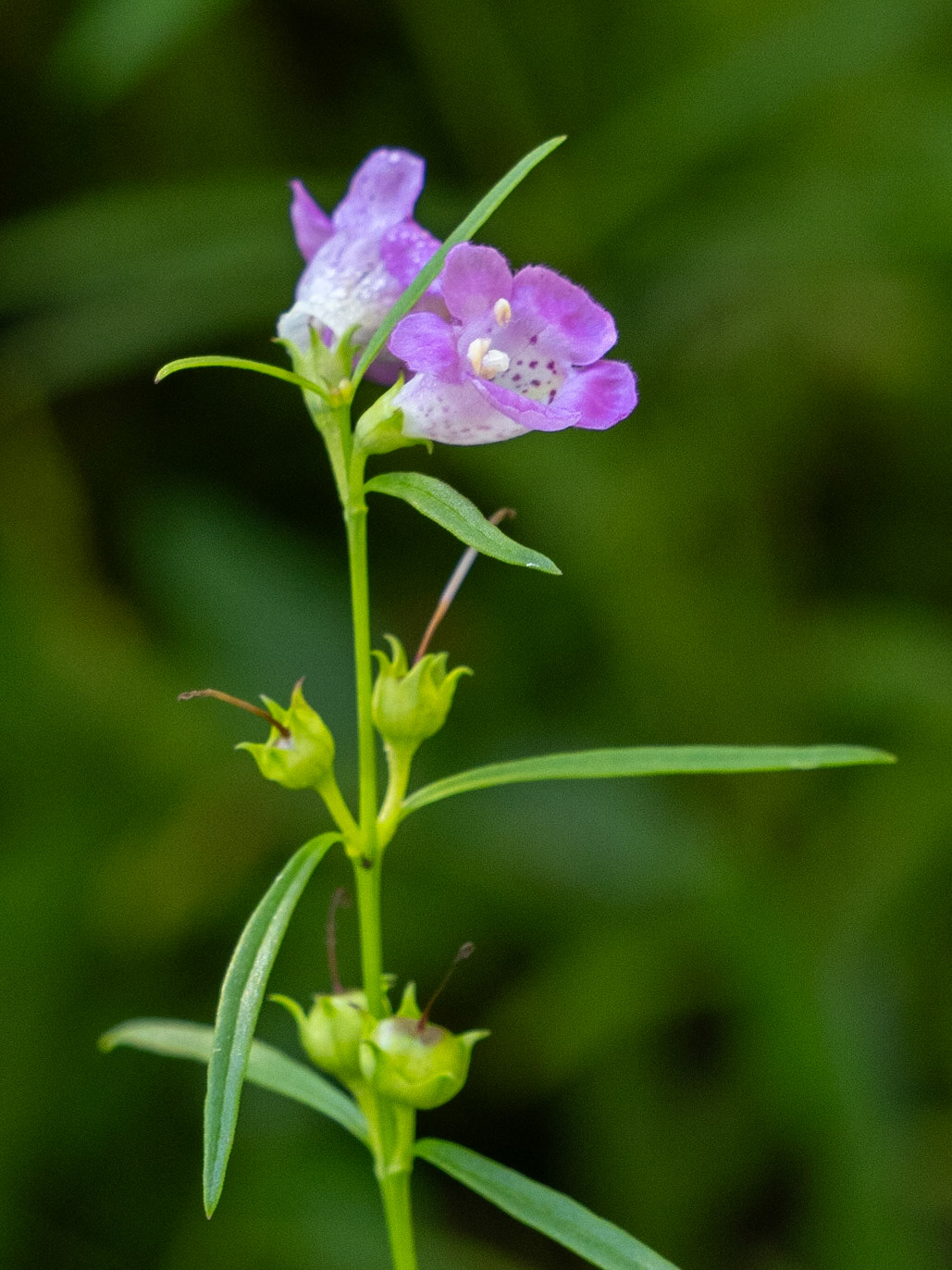 Purple false foxglove