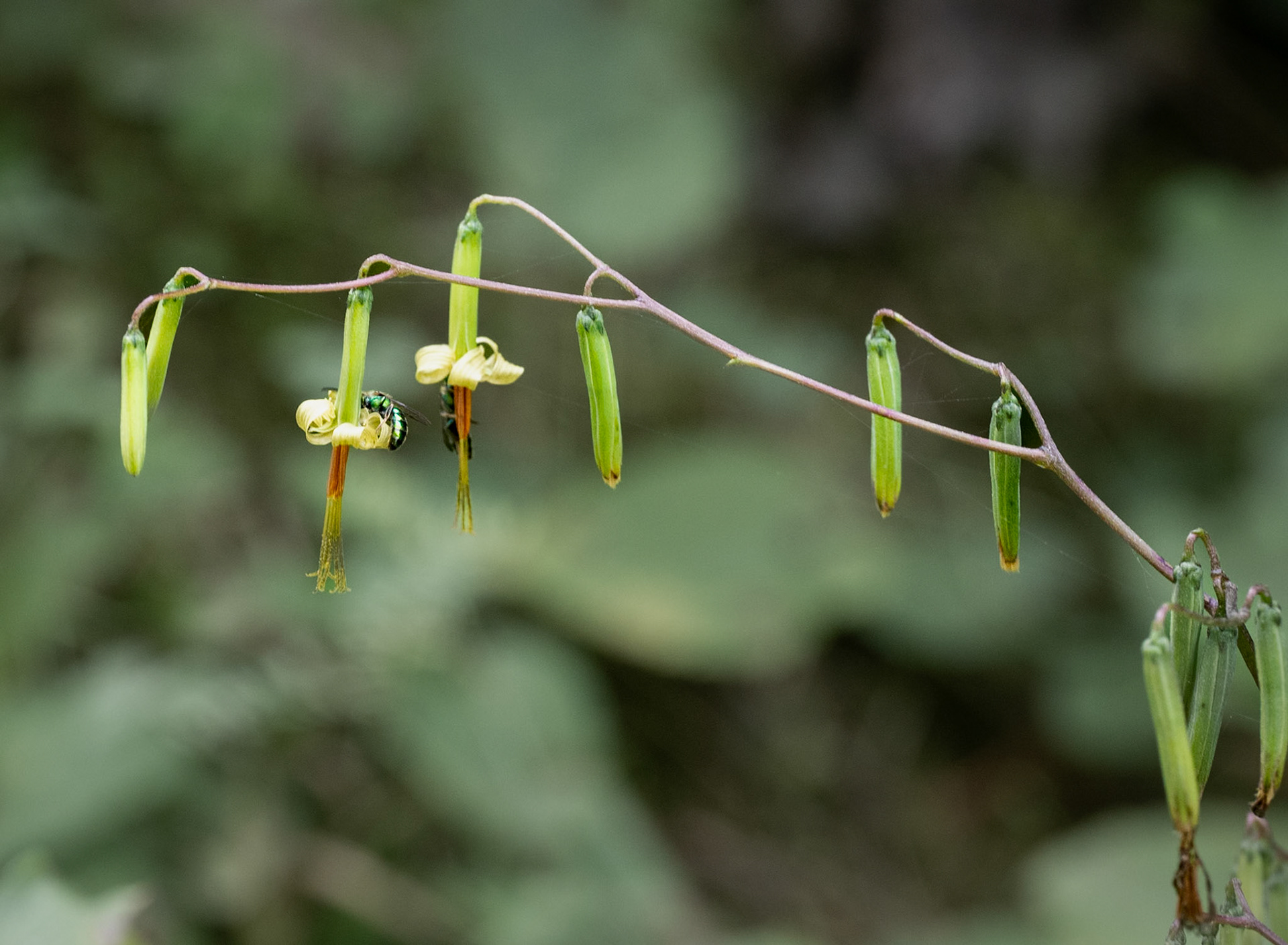 Tall rattlesnake root