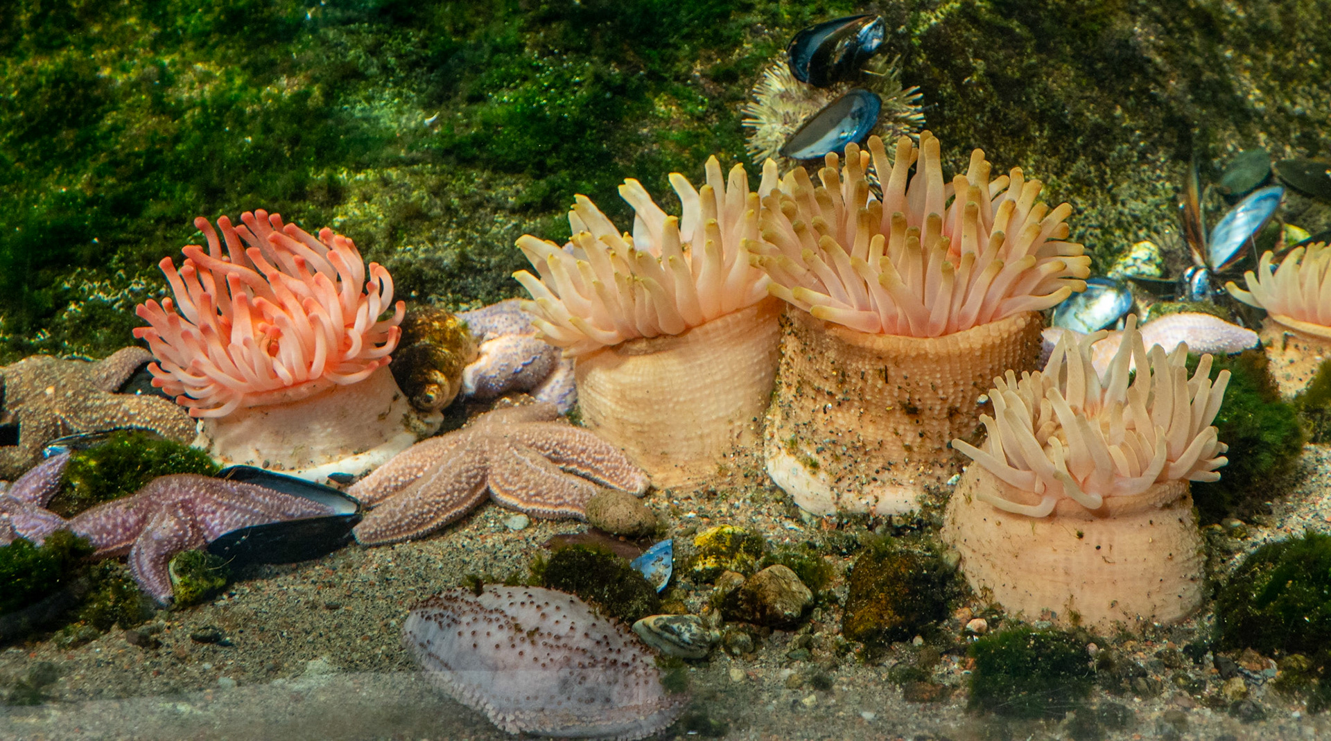 Anemones