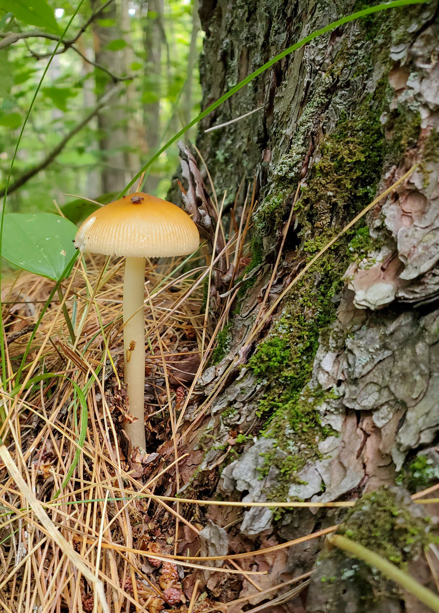 Mushroom