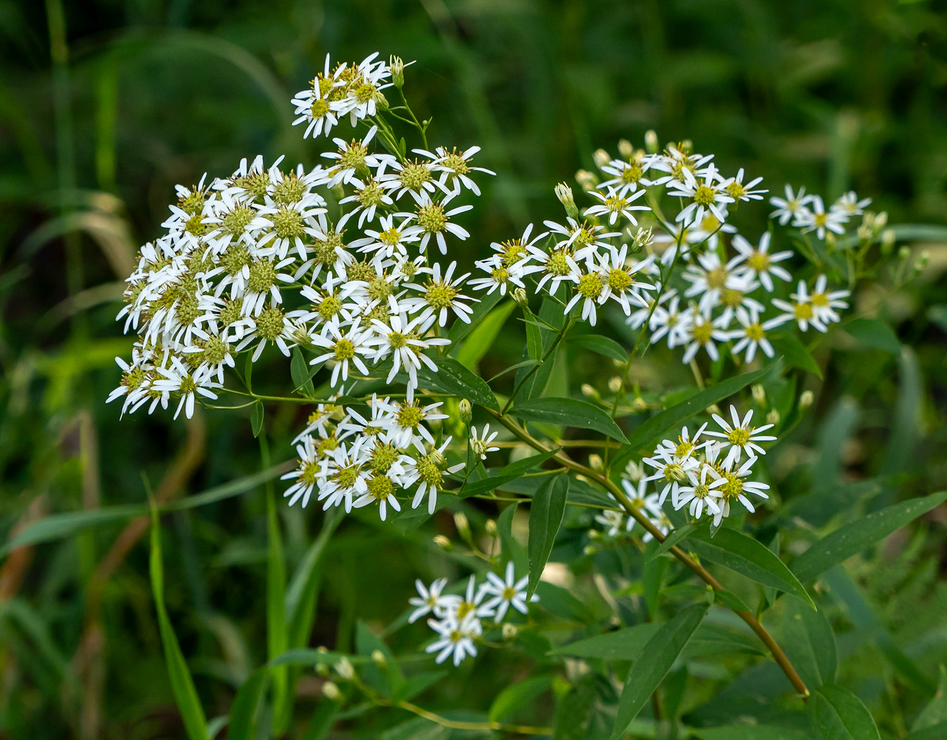 Aster