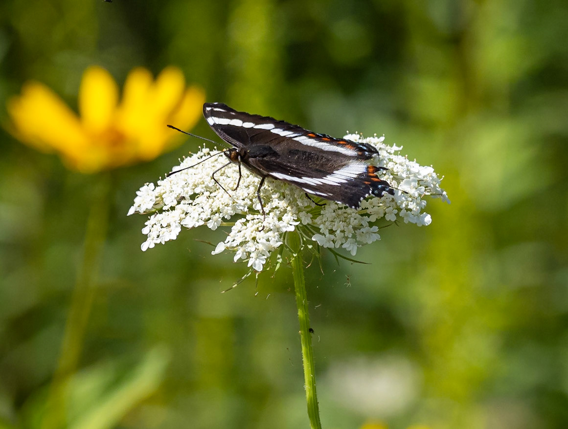 Spotted red admiral on Queen Anne's Lace