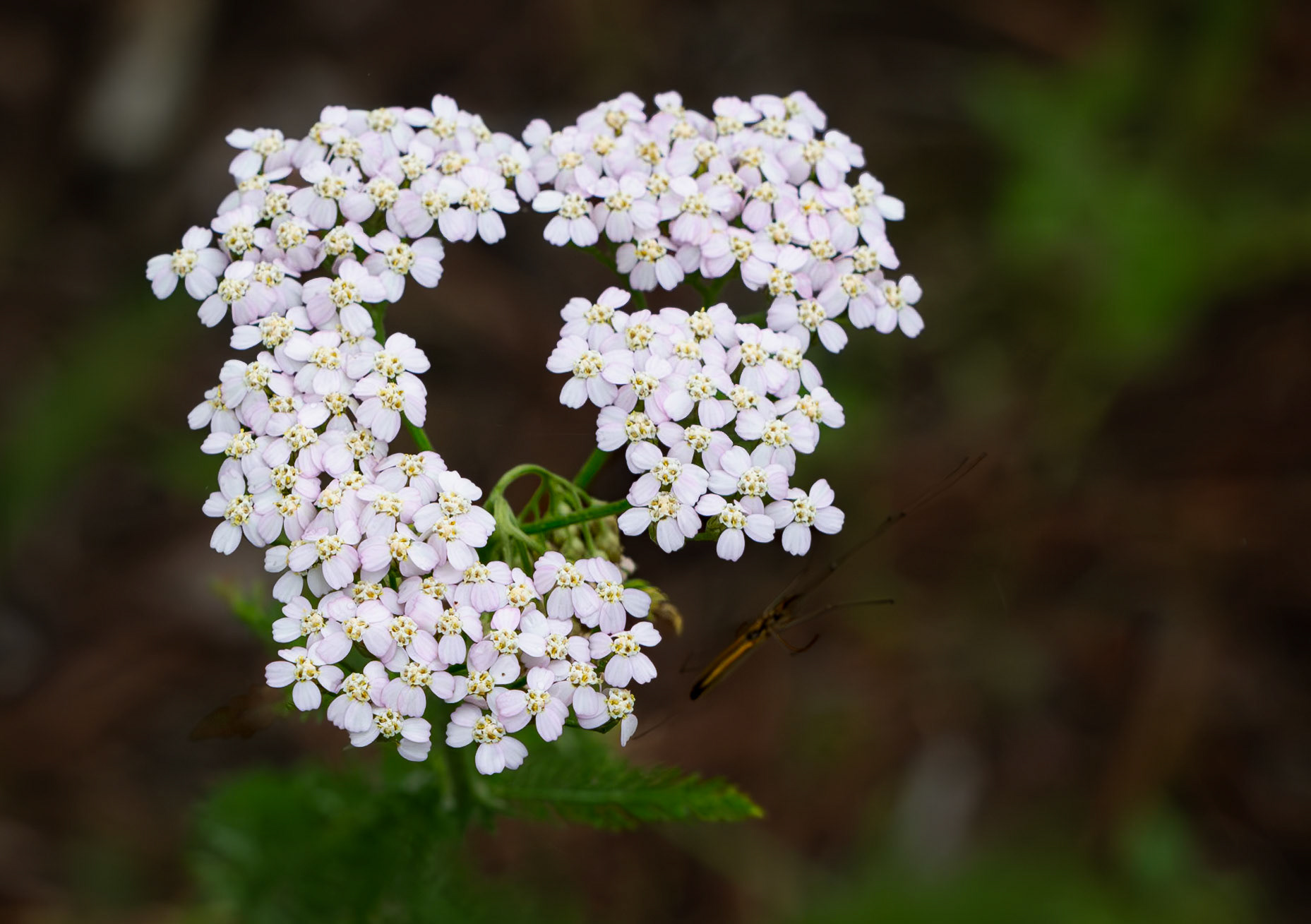 yarrow