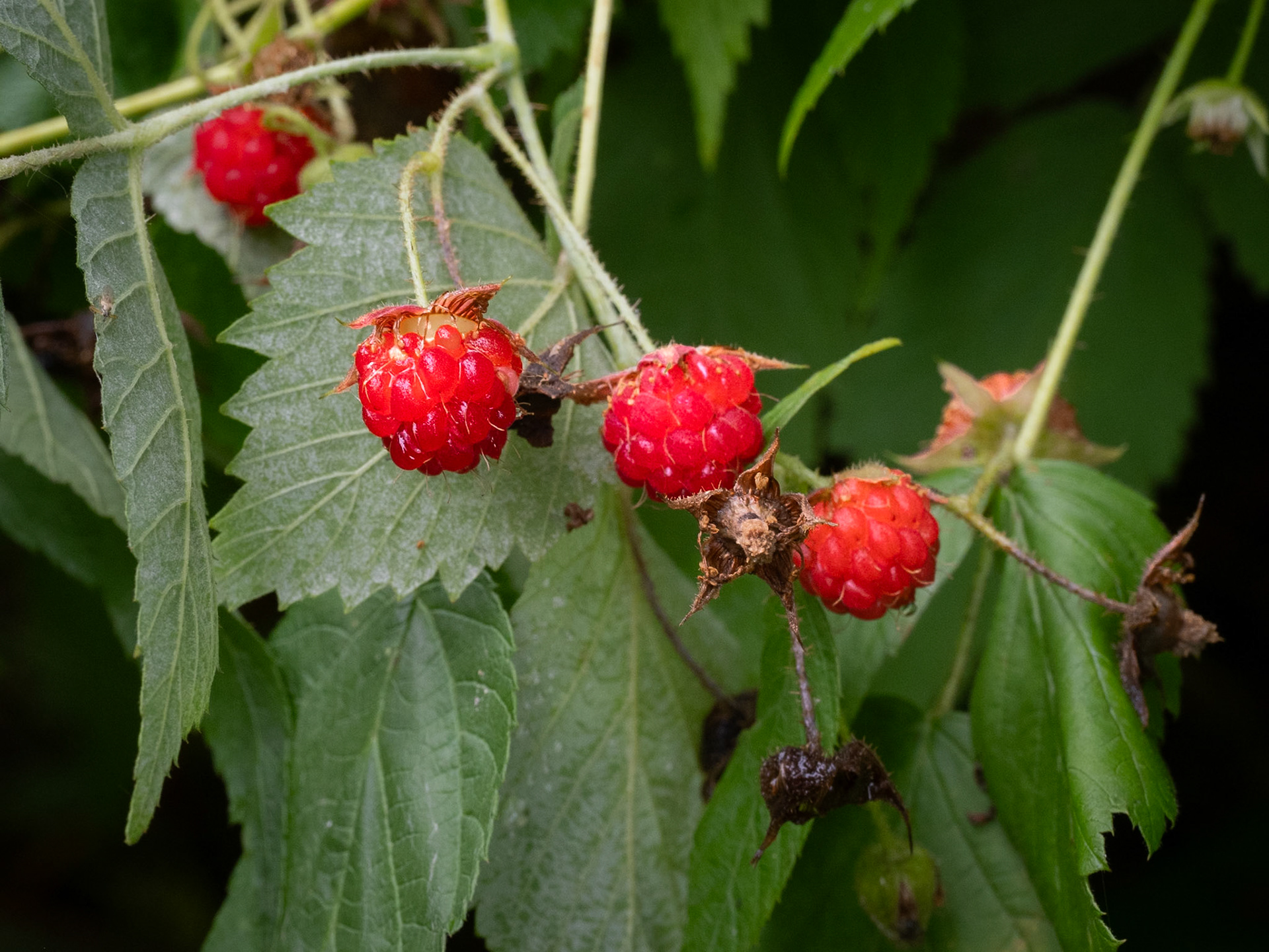 raspberries