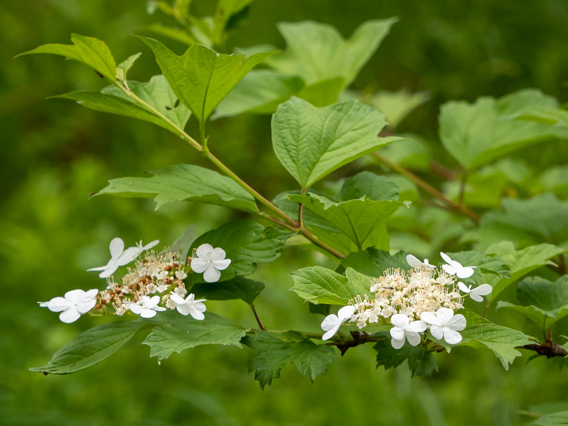 Viburnum