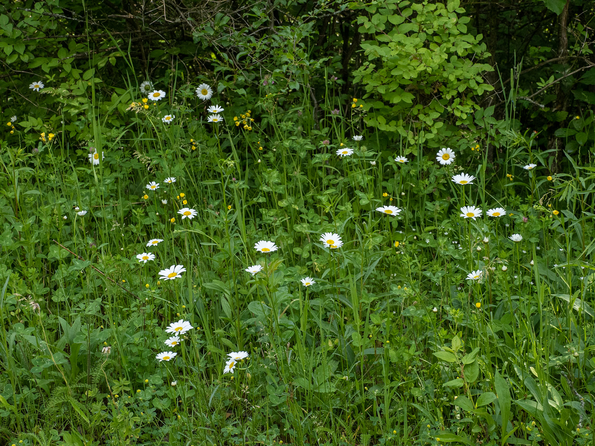 Daisies