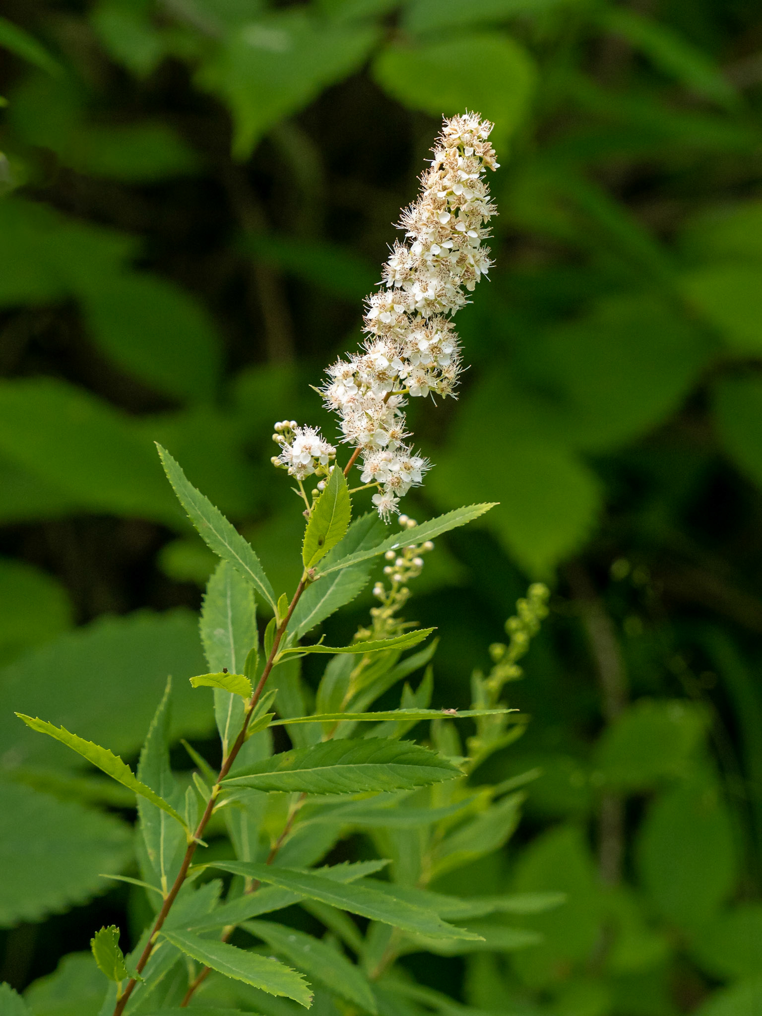 White meadowsweet