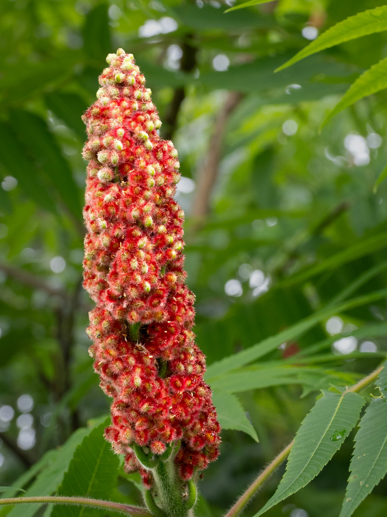 staghorn sumac