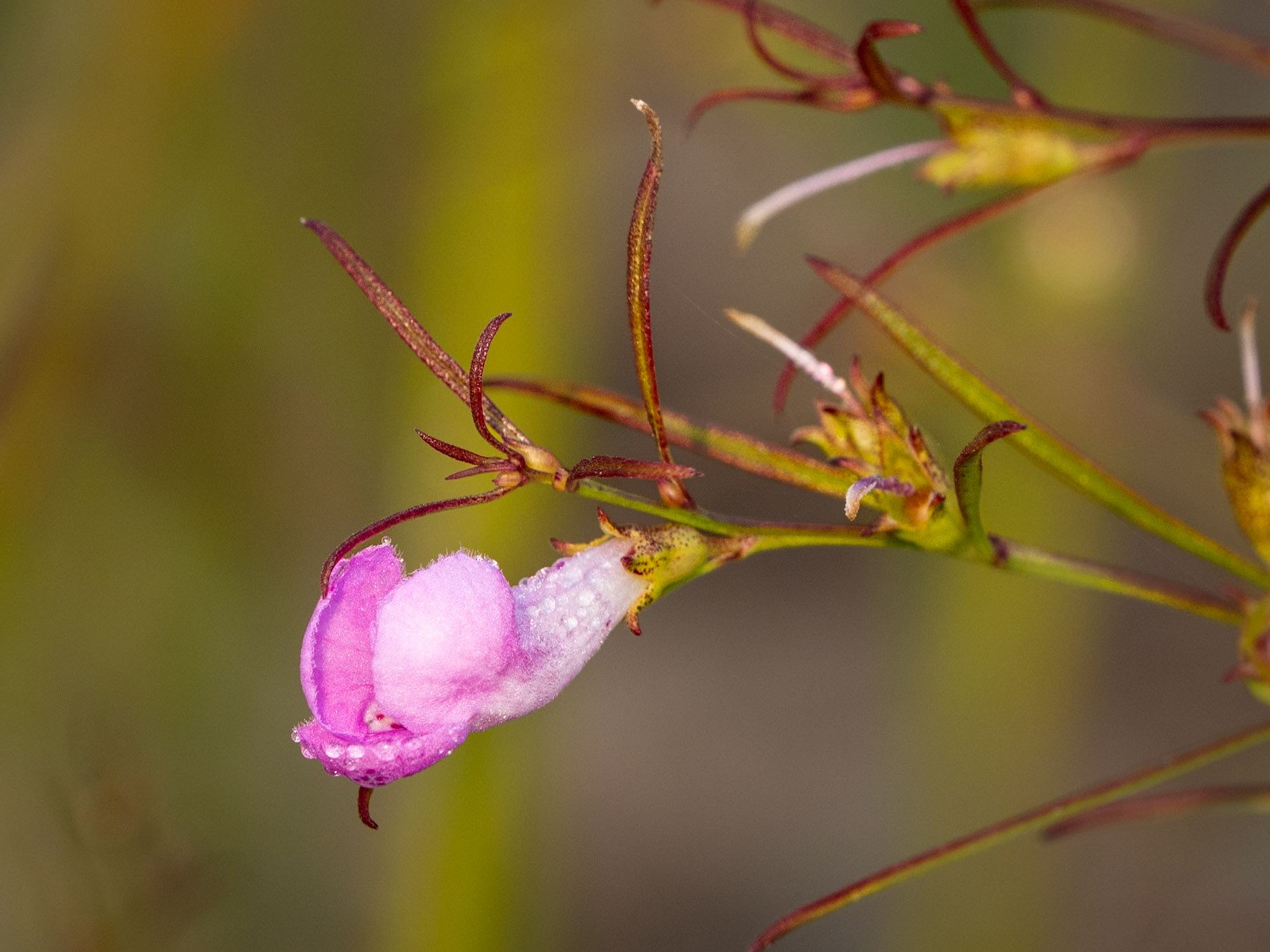 false foxglove