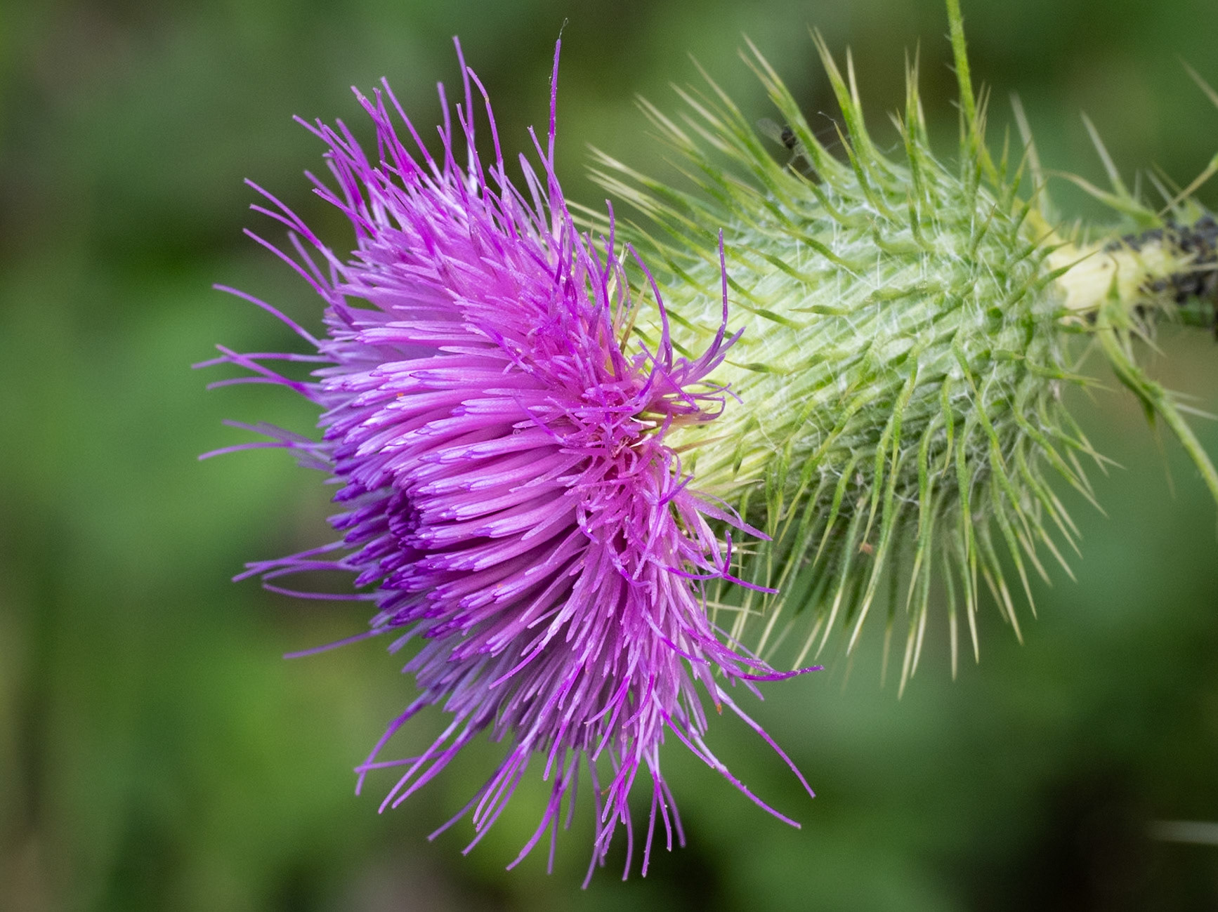 bull thistle