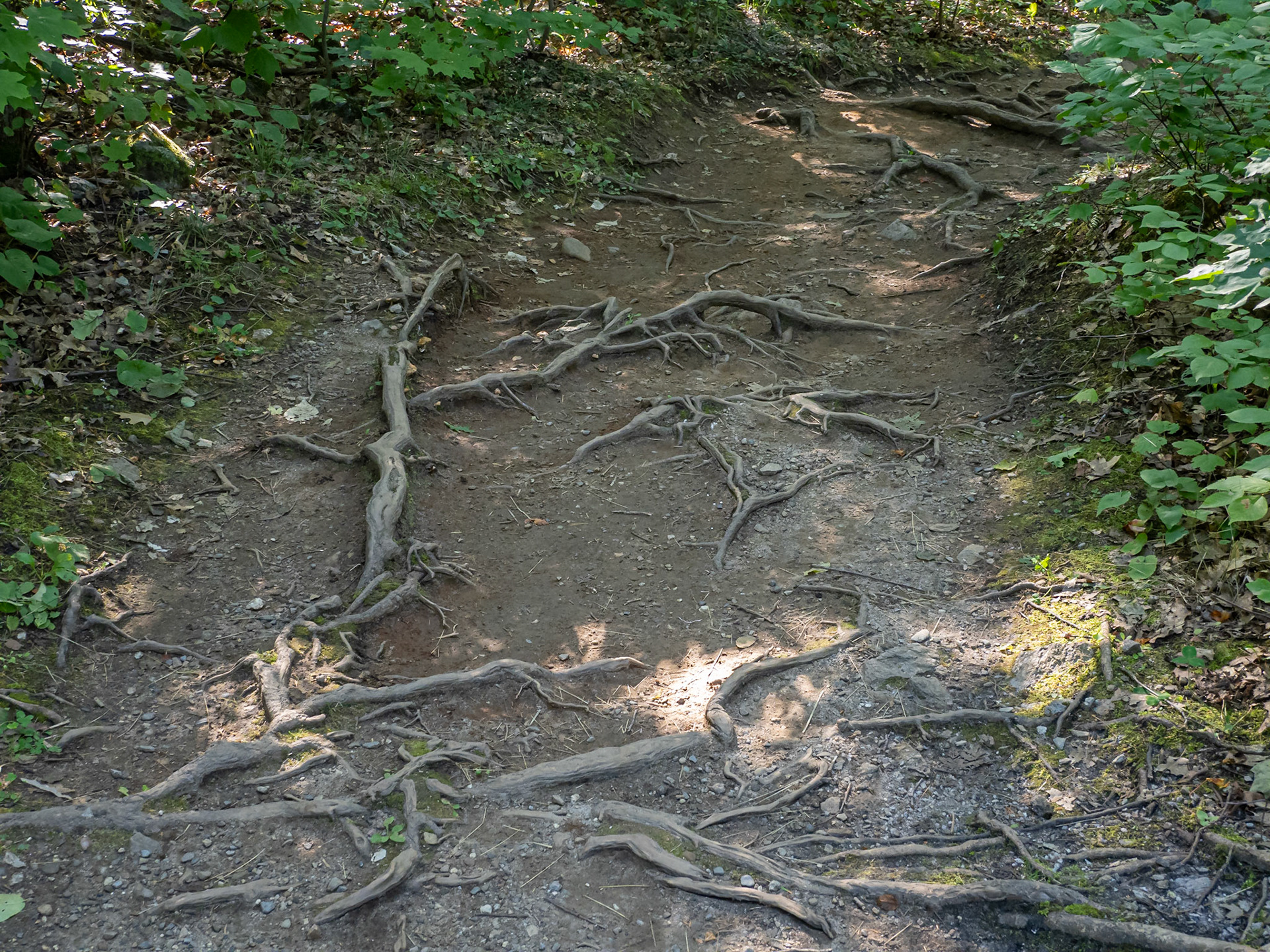 root covered trail