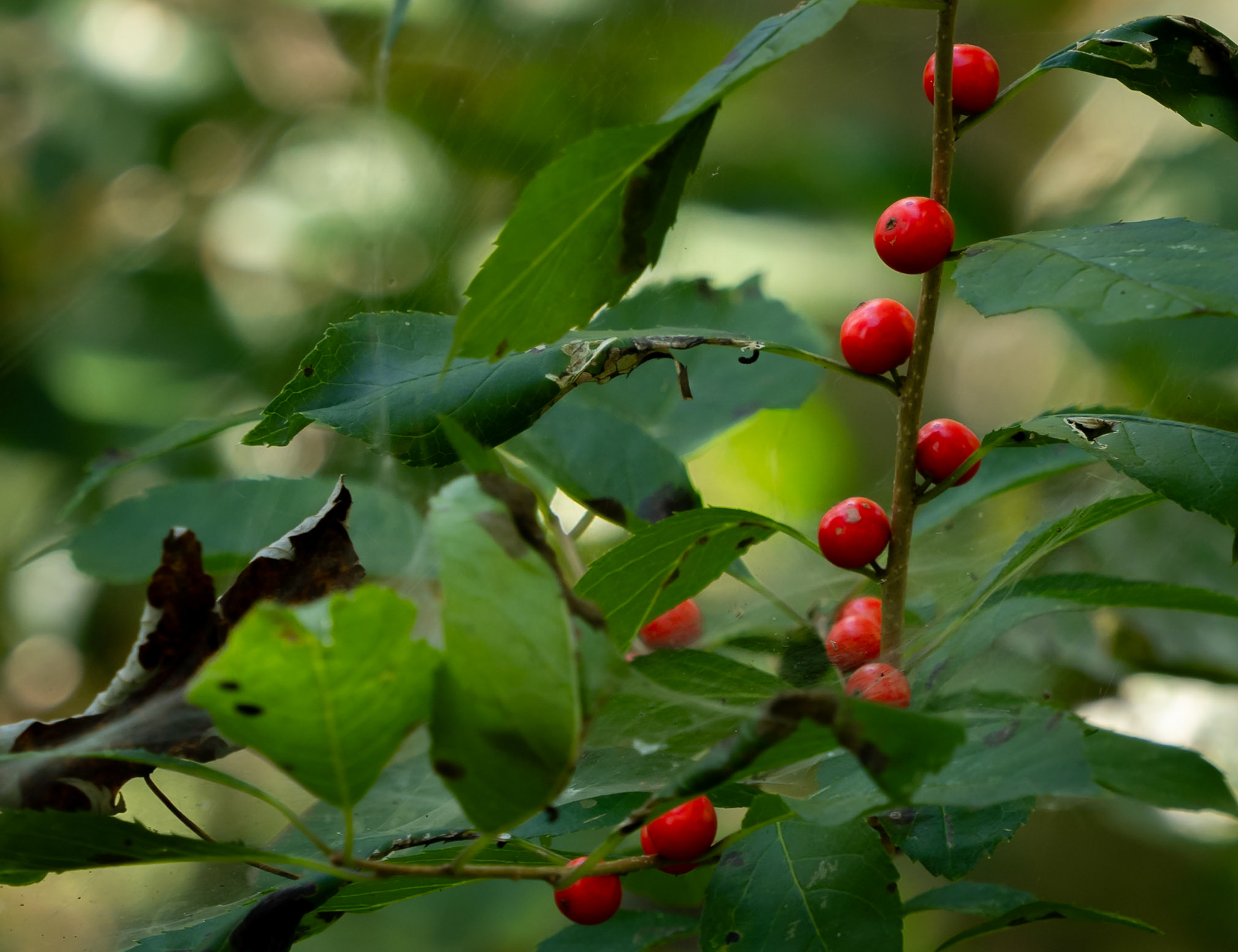 winterberry