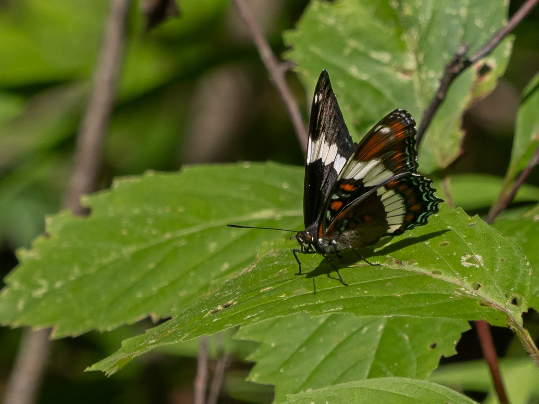 Black swallowtail butterfly