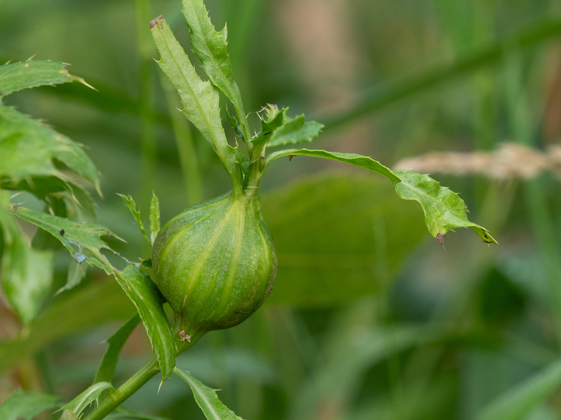 Insect gall on a Canada thistle