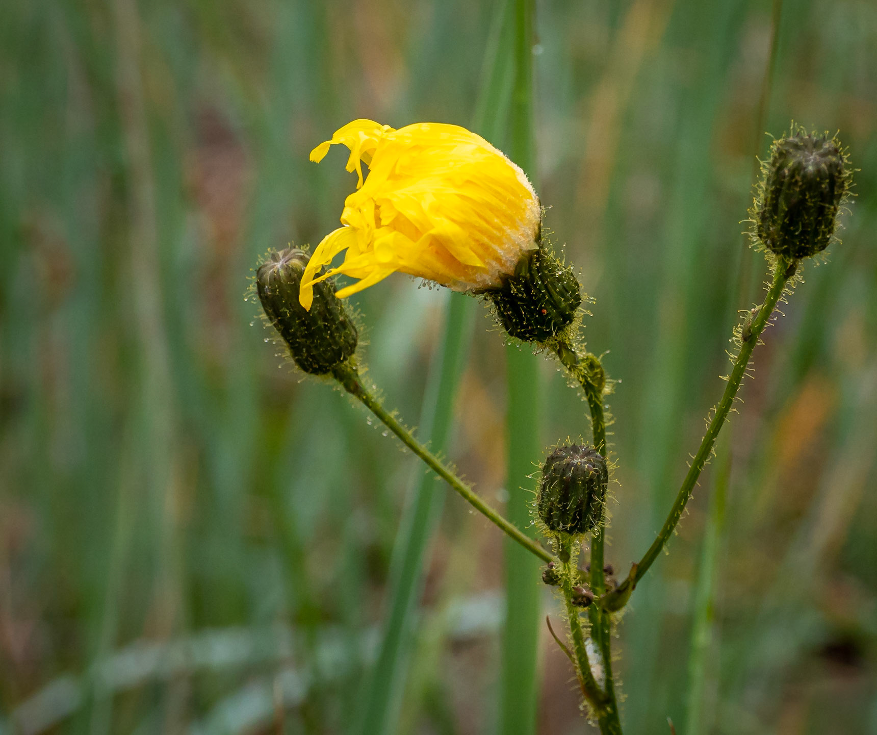 Marsh sowthistle