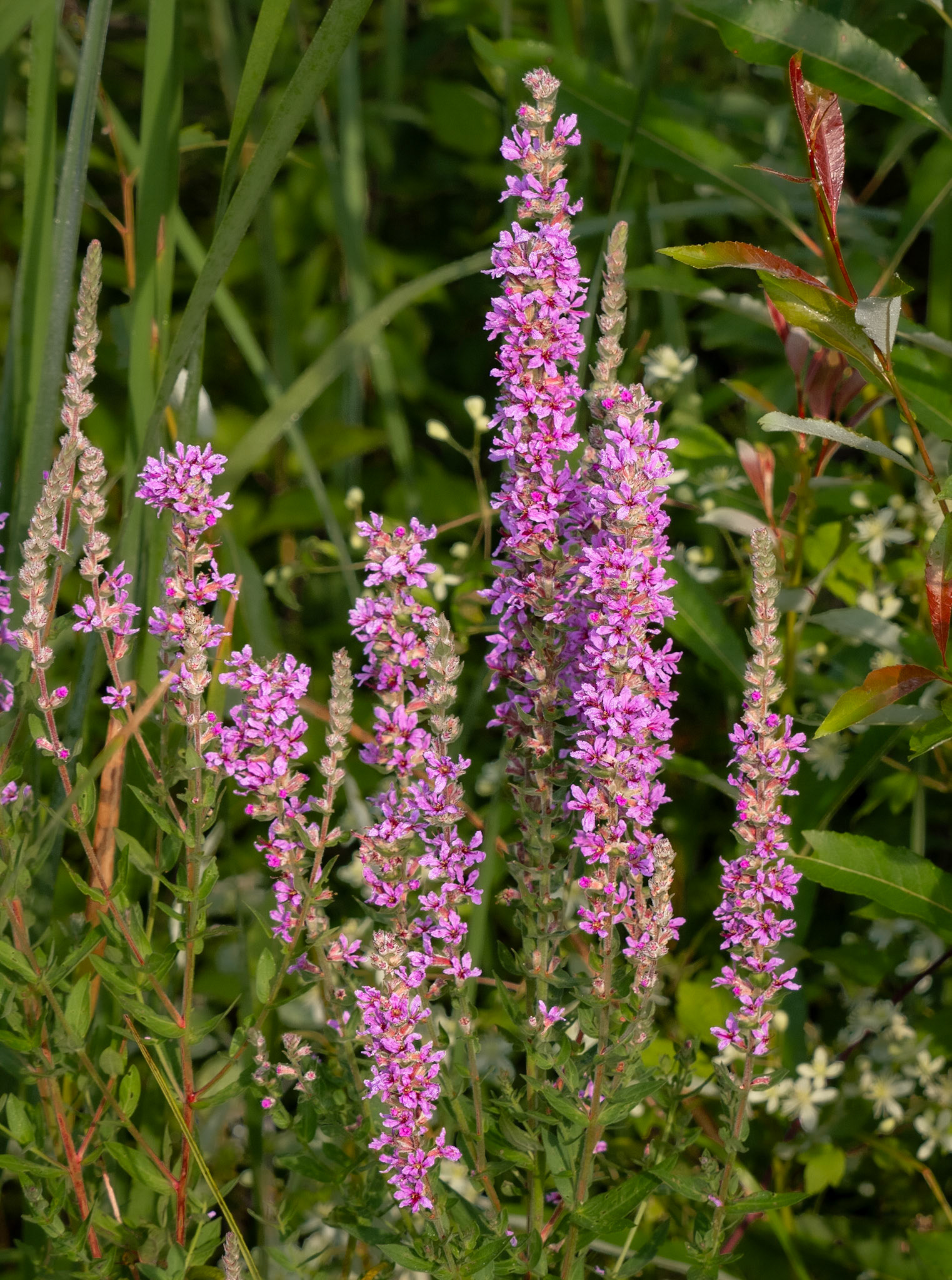 Purple loosestrife
