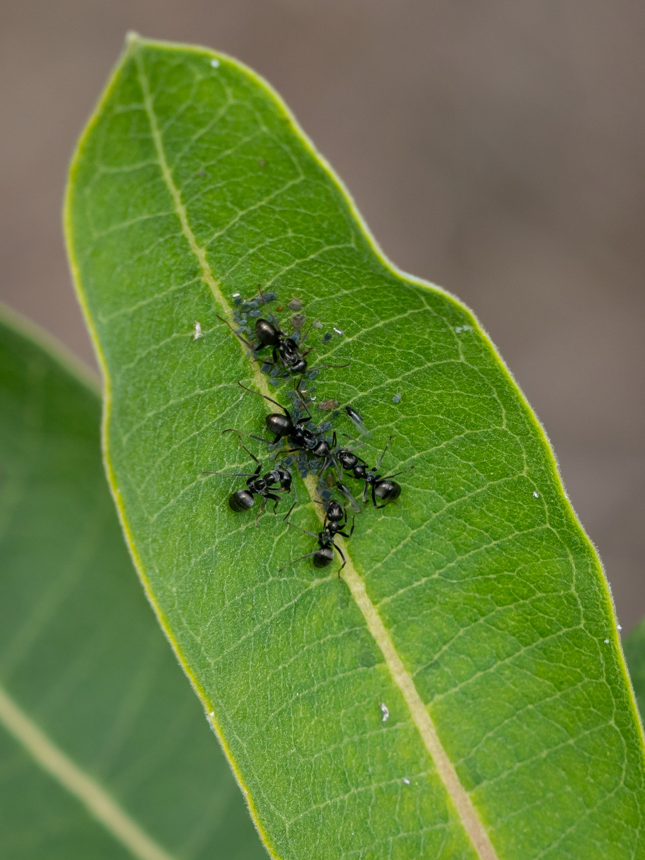 ants on milkweed