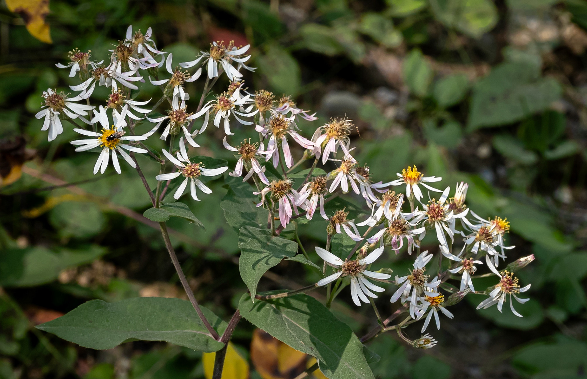 aster