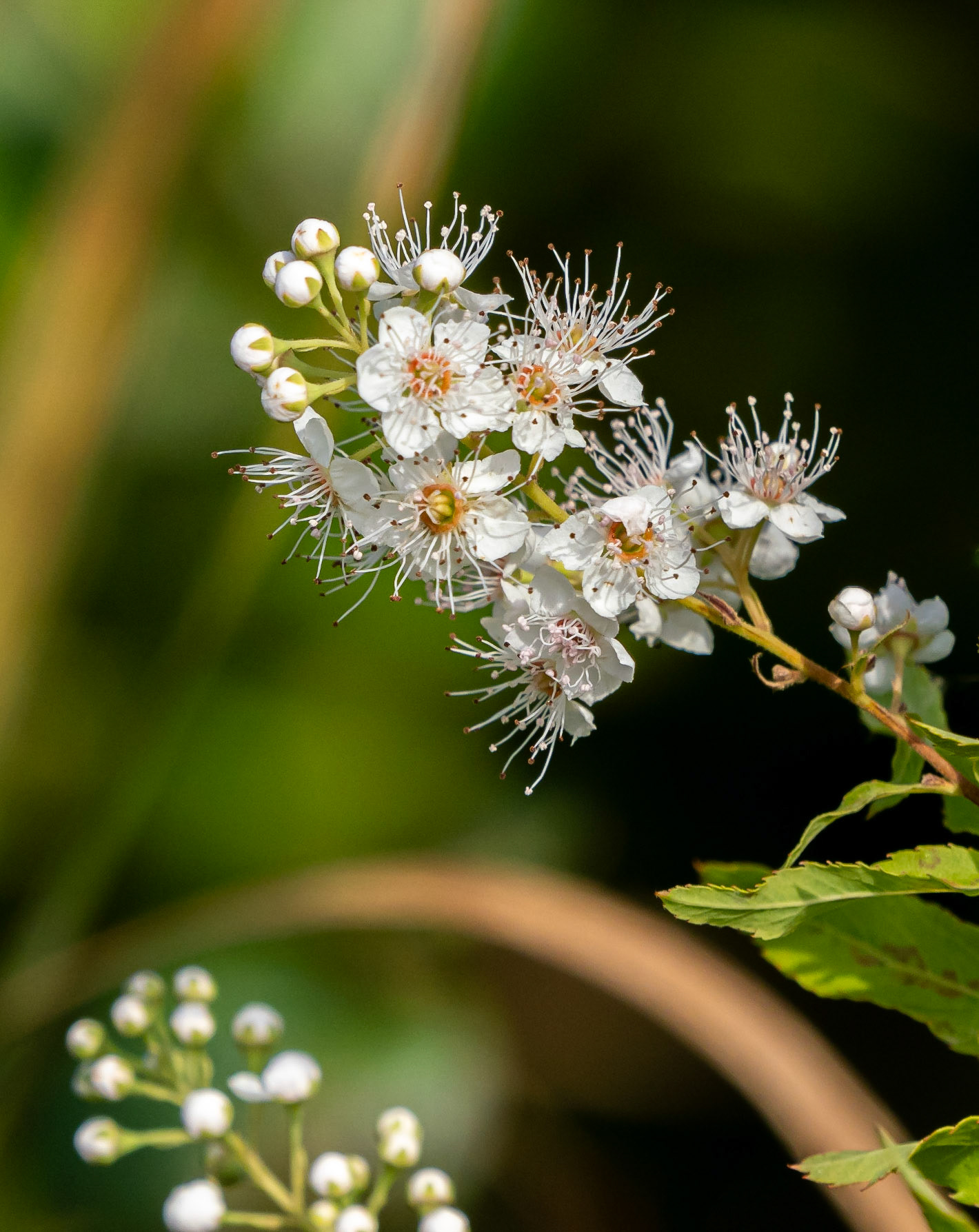 White meadowsweet