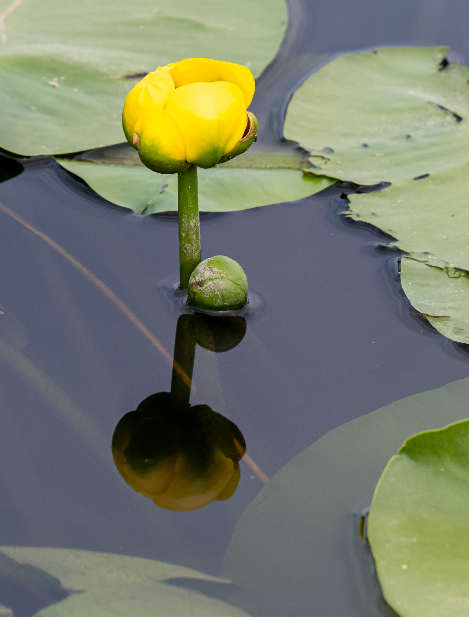 Yellow waterlily
