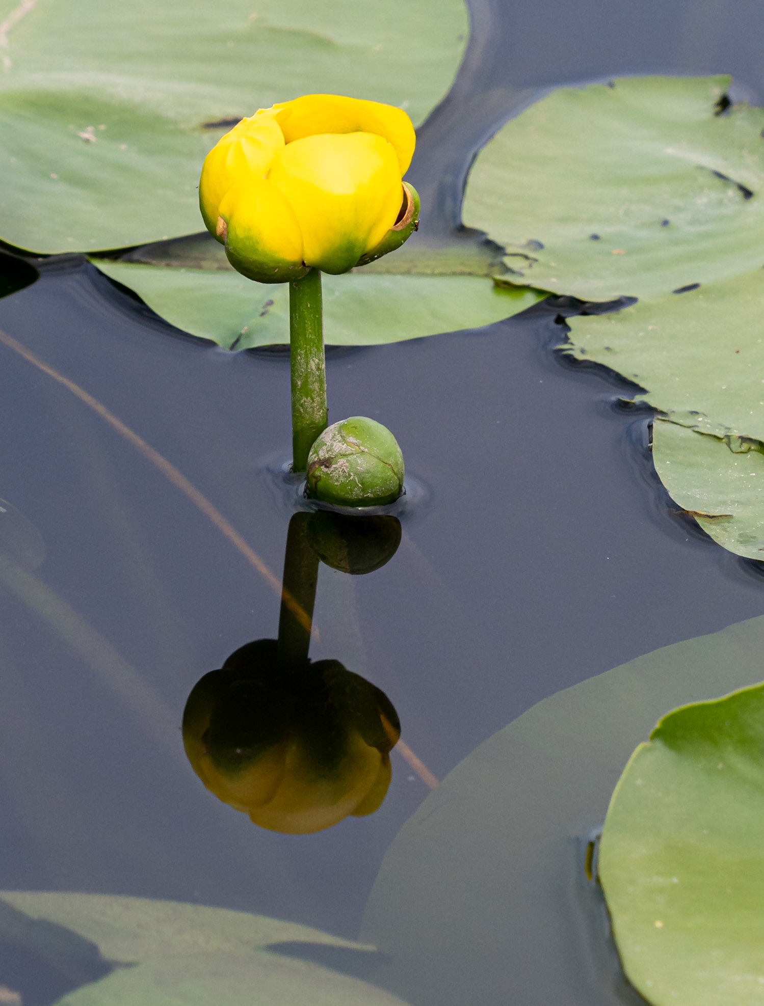 Yellow waterlily