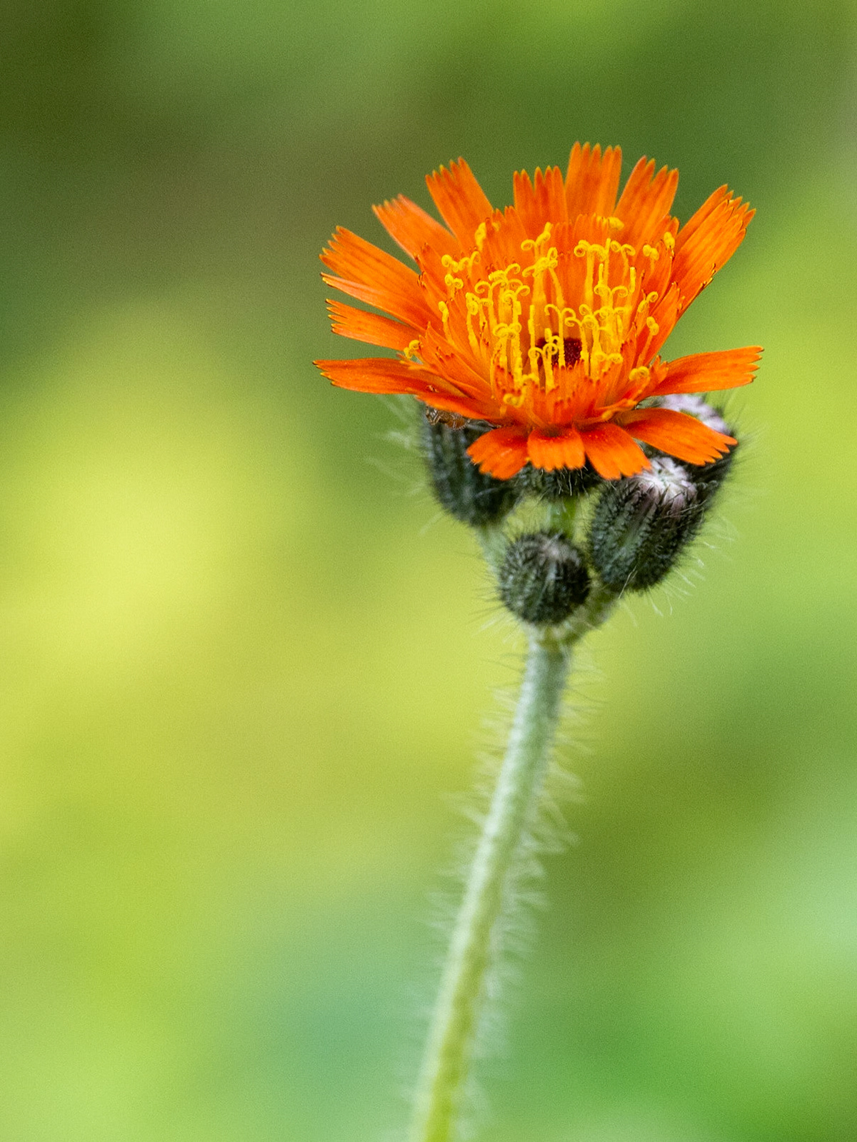 Hawkweed
