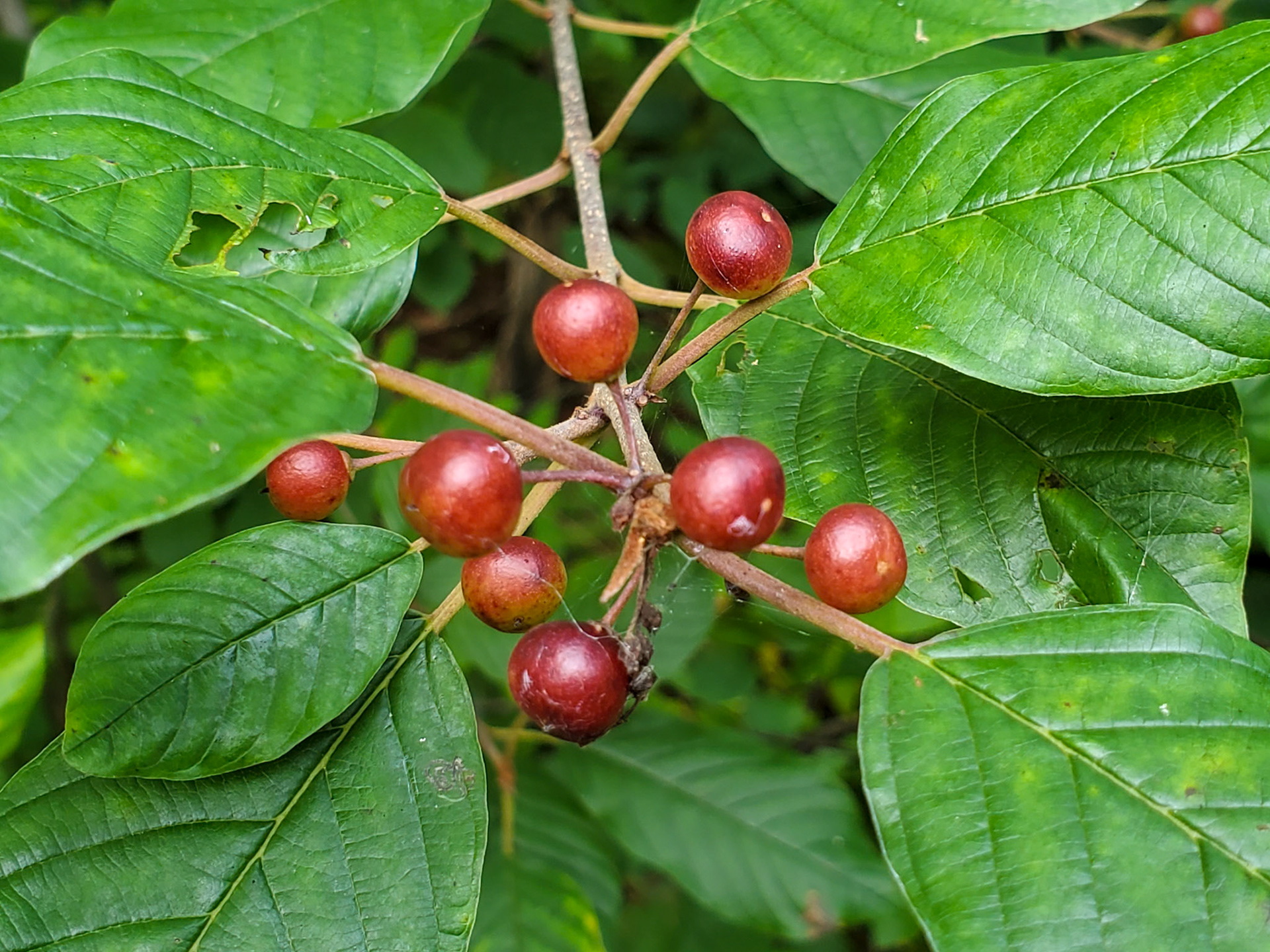Buckthorn