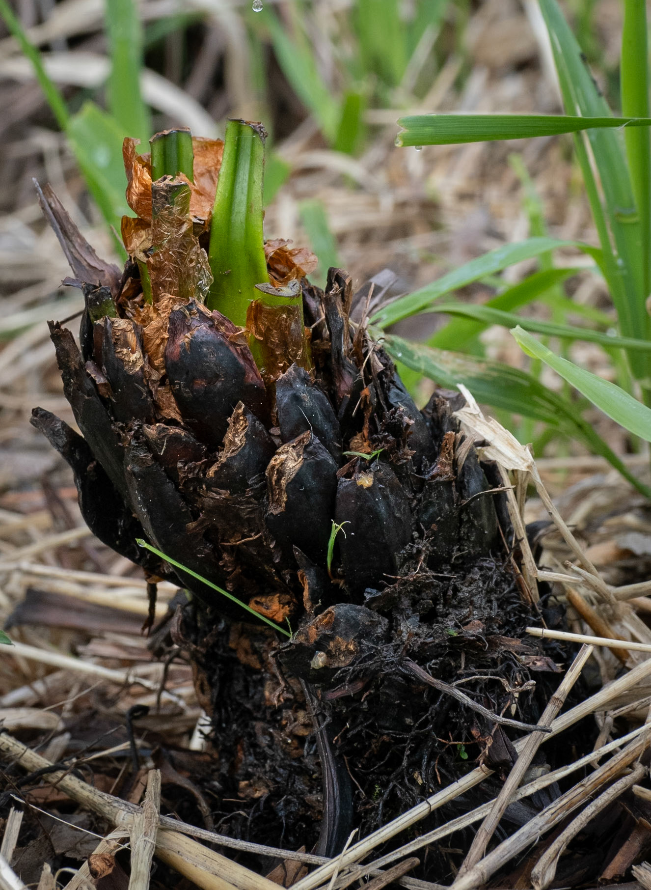 chewed off ostrich fern