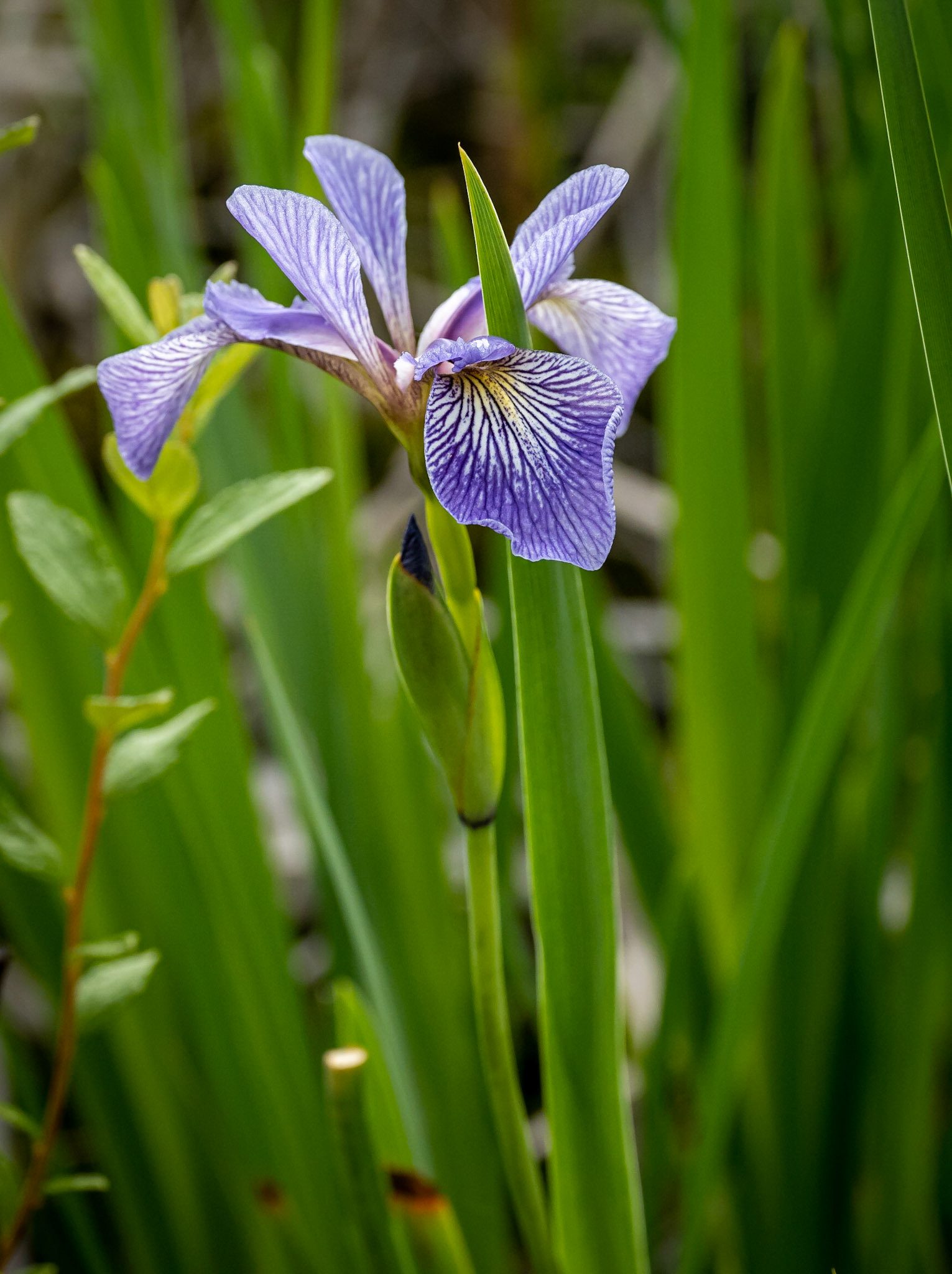 Blue Flag