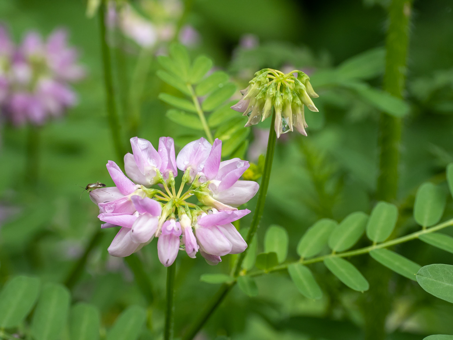 Purple crownvetch