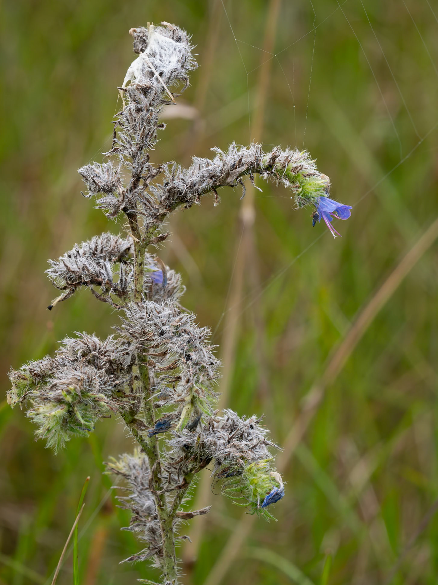 viper's bugloss