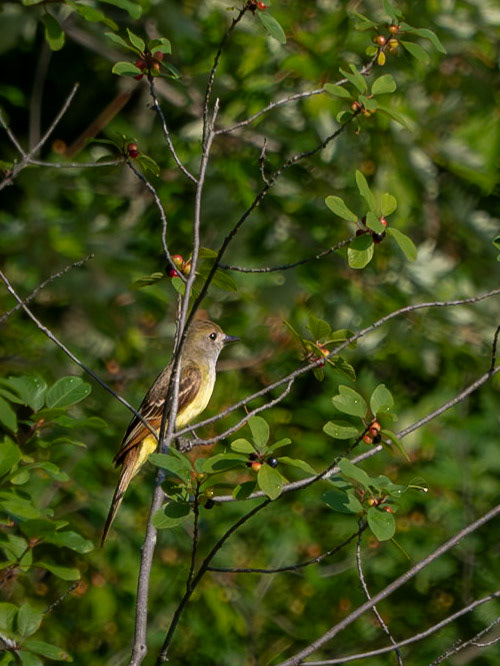 great crested flycatcher