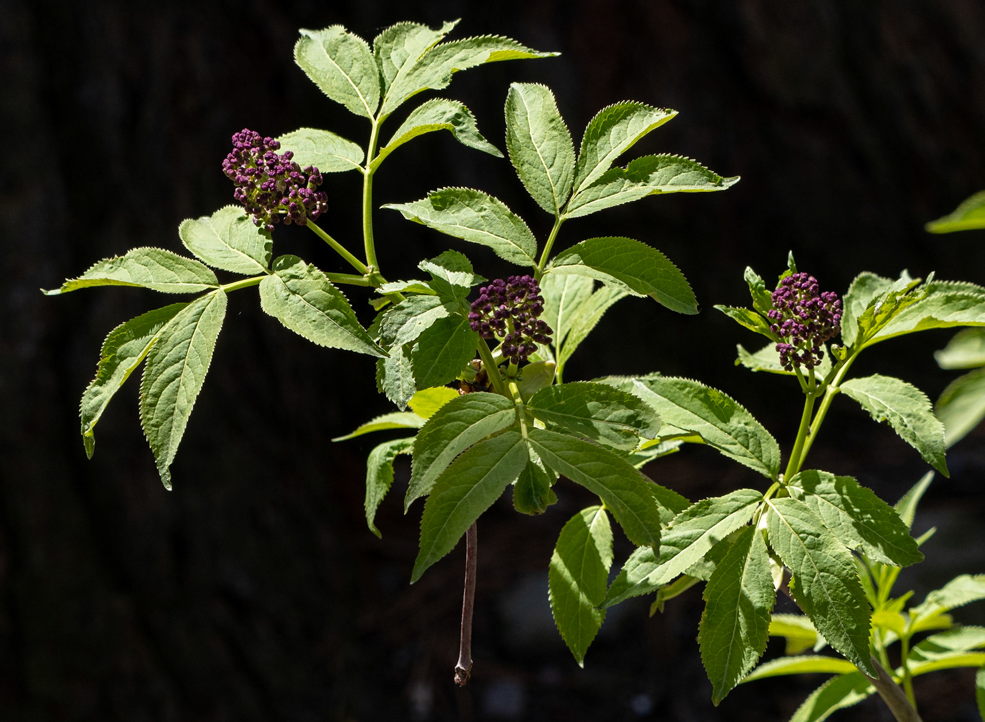 Elderberry