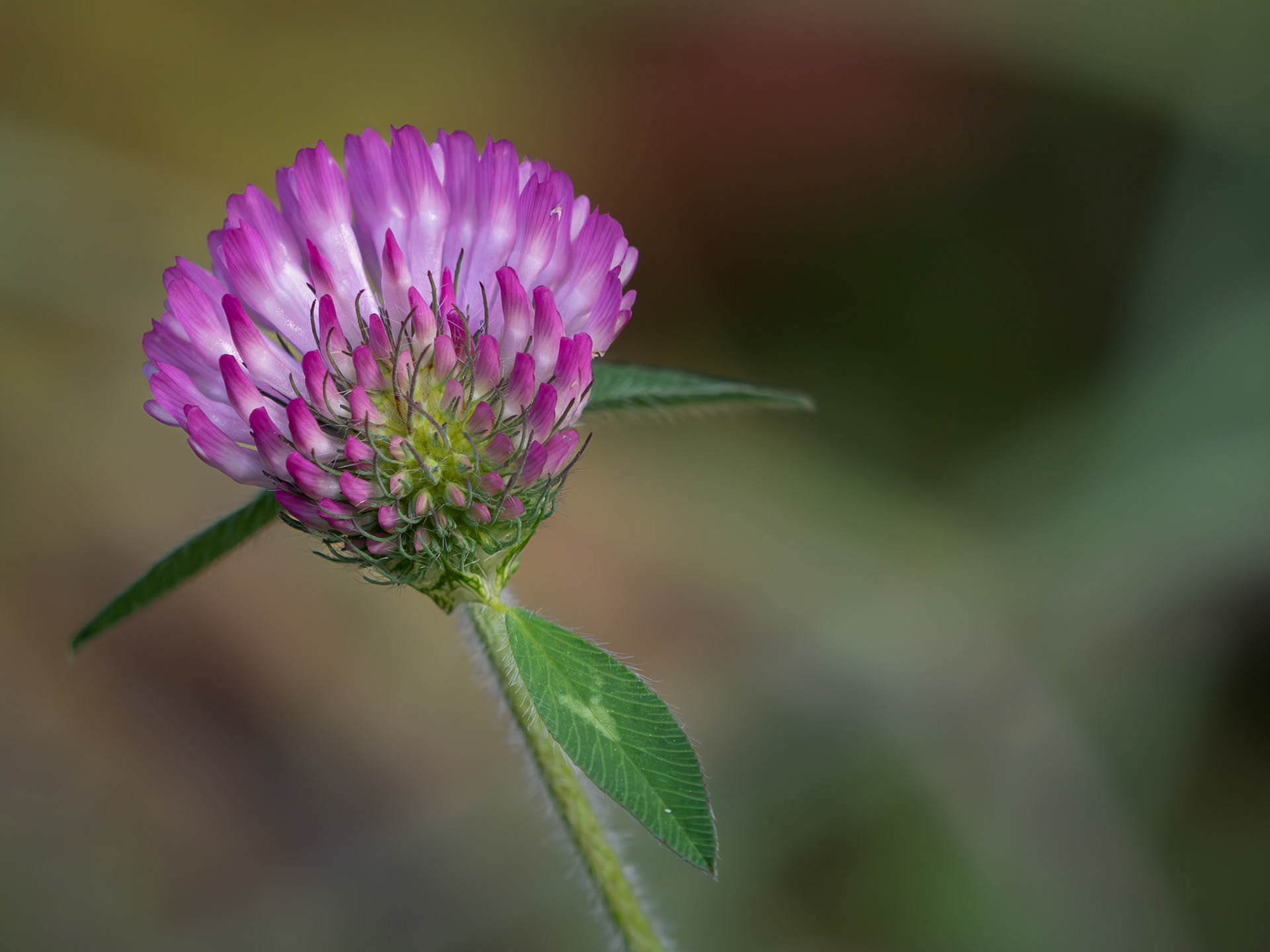 red clover